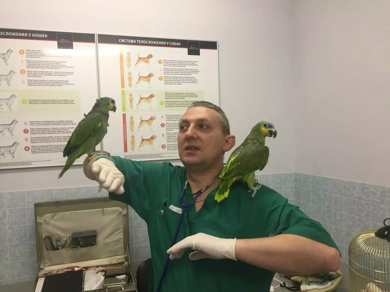 Ветеринар орнитолог. Орнитолог в Москве. Терапия птицами. Орнитологи в Москве ветврачи.
